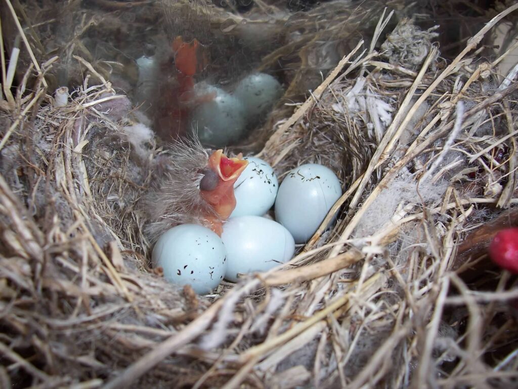Birds next with several unhatched eggs and a freshly hatched baby bird
