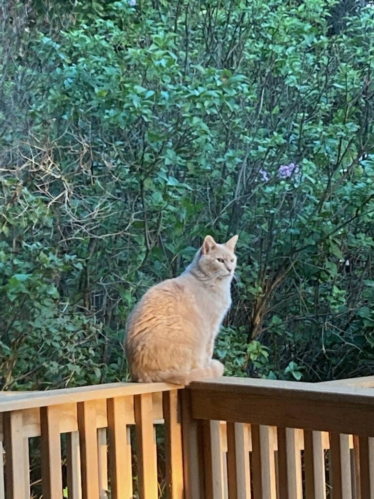Picture of yellow cat sitting on deck railing in front of green leafy bush.